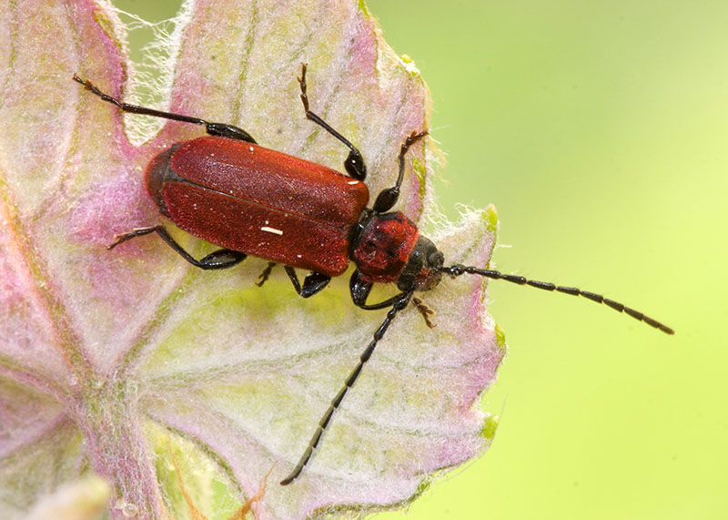 Cerambycidae